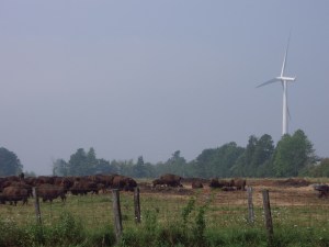 Bison on the Pyke Farm, with the ubiquitous windmills of Wolfe Island in the background...